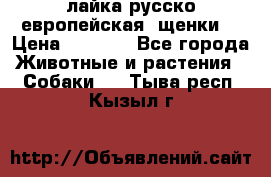 лайка русско-европейская (щенки) › Цена ­ 5 000 - Все города Животные и растения » Собаки   . Тыва респ.,Кызыл г.